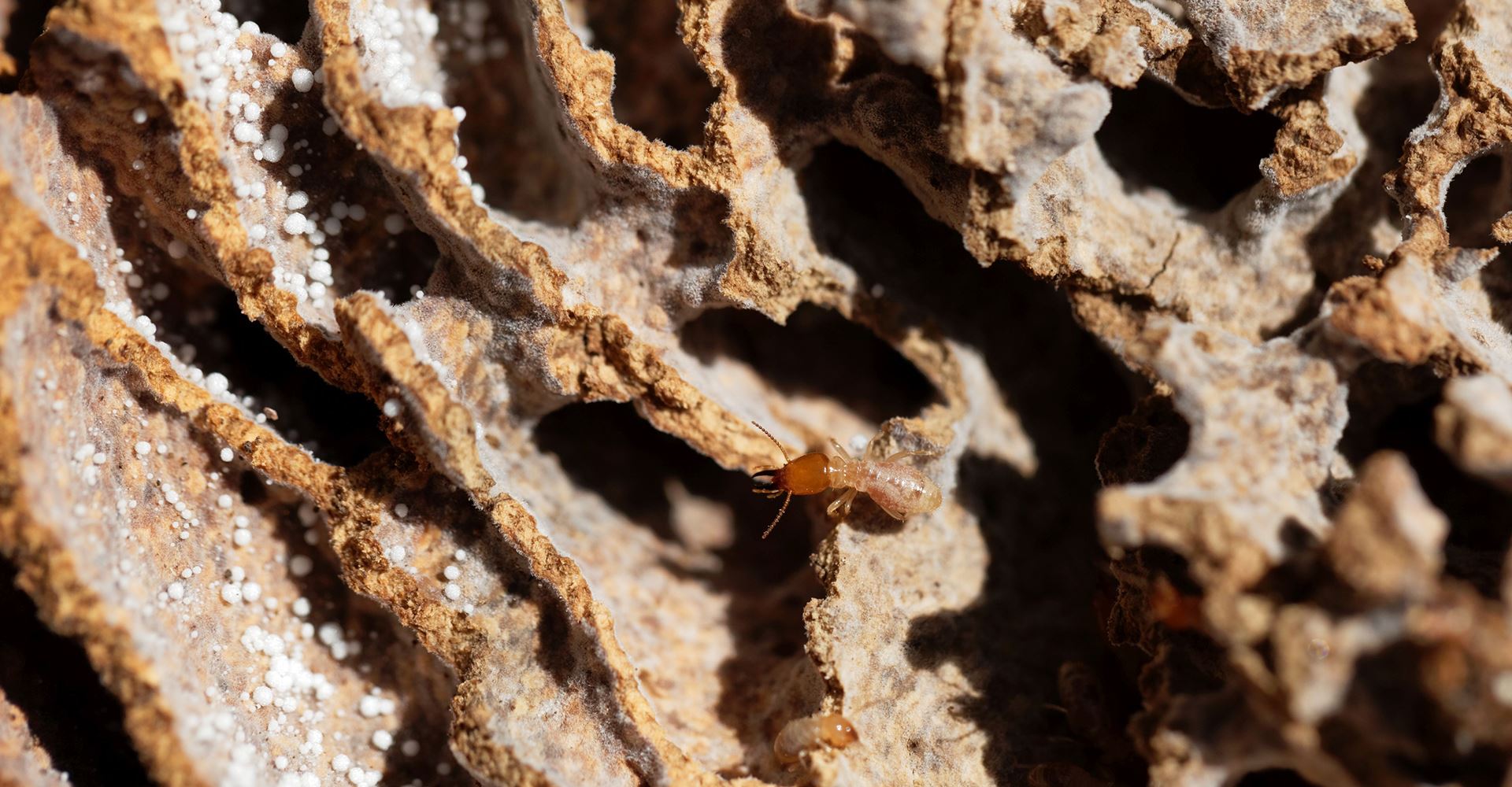 Why Choose Arizona Termite Specialists - Arizona Termite Specialists