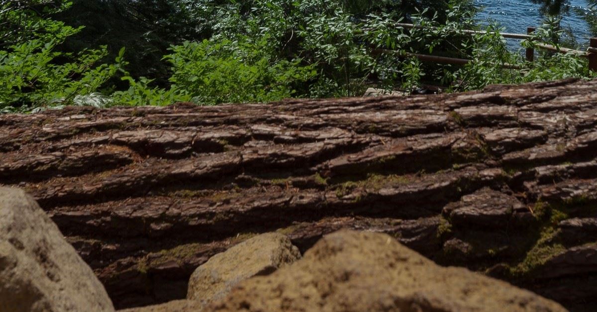 Termite Treatment Cave Creek: Treating A Termite Bite